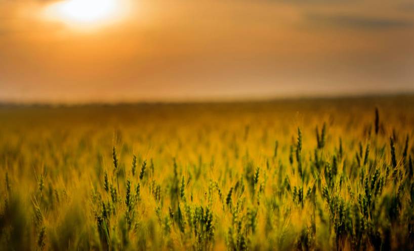 Wheatfield and sunset